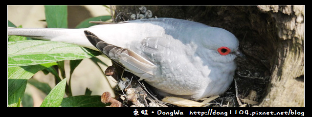 【新竹遊記】森林鳥花園。遛遛鳥。花冠皺盔犀鳥 【新竹遊記】森林鳥花園。遛遛鳥。花冠皺盔犀鳥