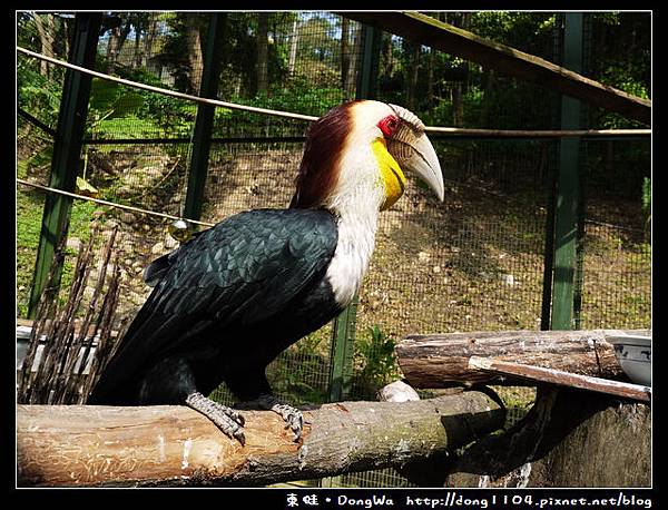 【新竹遊記】森林鳥花園。遛遛鳥。花冠皺盔犀鳥