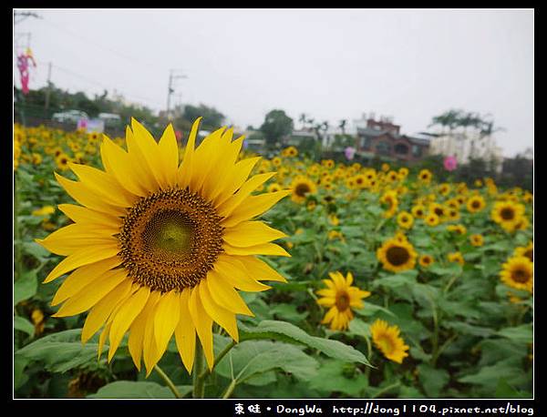 【桃園遊記】平鎮市103年度花海迷宮。延平路三段260巷