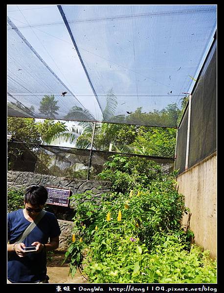 【巴拉望遊記】蝴蝶園。BUTTERFLY ECO GARDEN