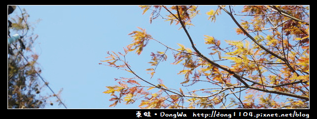 【桃園遊記】石園路560號旁。員樹林落羽松小徑 【桃園遊記】石園路560號旁。員樹林落羽松小徑