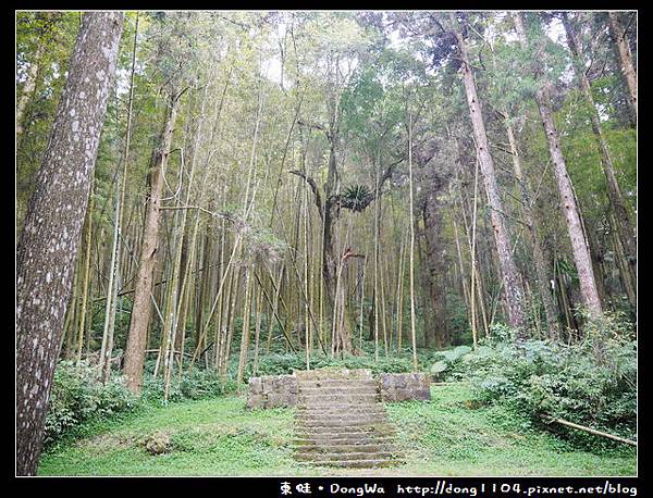 【嘉義遊記】奮起湖。奮起步道。神社遺址。鹿鼎巨木