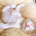 【貓咪日記】無防備又超萌的小貓睡姿二十選