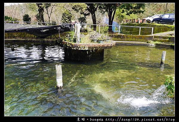 【苗栗食記】南庄鱘龍魚大餐|高山青鱘龍魚農場