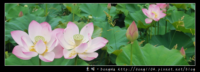 【中壢遊記】中壢賞荷私房景點|民權路蓮花池 【中壢遊記】中壢賞荷私房景點|民權路蓮花池