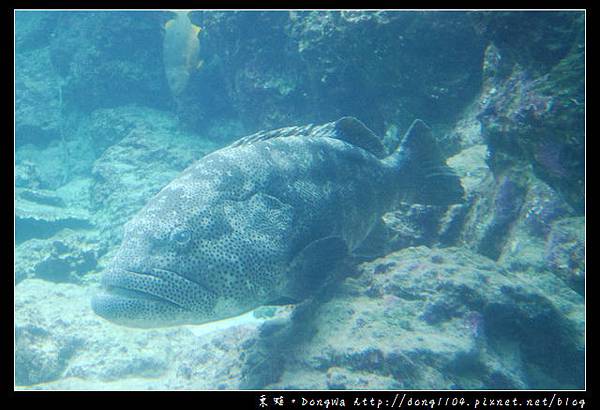 【沖繩自助/自由行】沖繩景點推薦|沖繩海洋博公園 美ら海水族館|KLOOK 客路網路購票更便宜