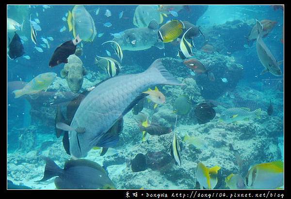 【沖繩自助/自由行】沖繩景點推薦|沖繩海洋博公園 美ら海水族館|KLOOK 客路網路購票更便宜