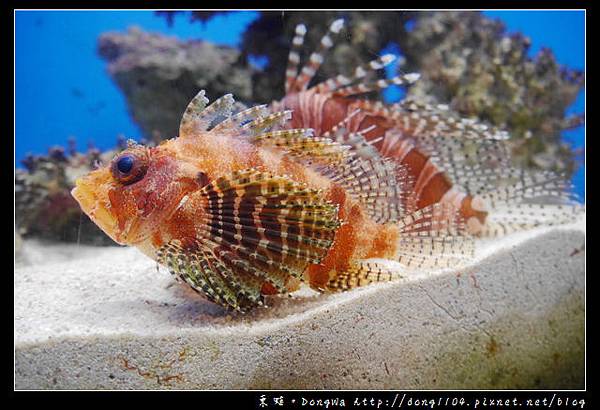 【沖繩自助/自由行】沖繩景點推薦|沖繩海洋博公園 美ら海水族館|KLOOK 客路網路購票更便宜