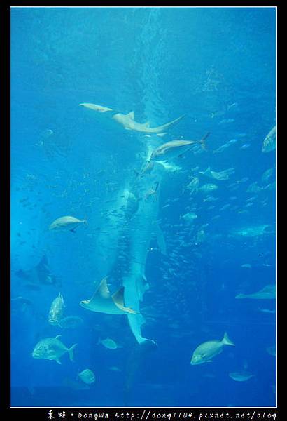 【沖繩自助/自由行】沖繩景點推薦|沖繩海洋博公園 美ら海水族館|KLOOK 客路網路購票更便宜