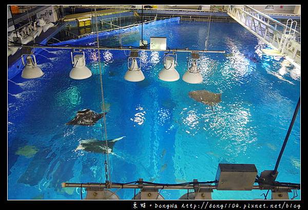 【沖繩自助/自由行】沖繩景點推薦|沖繩海洋博公園 美ら海水族館|KLOOK 客路網路購票更便宜