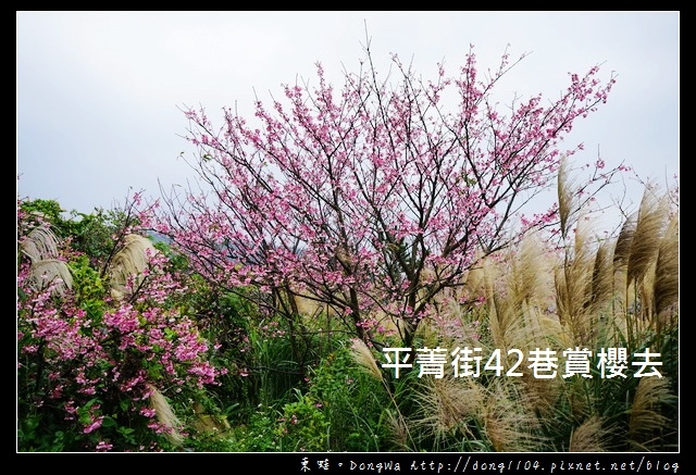 【台北遊記】2017.01.23 櫻花花況|陽明山平菁街42巷賞櫻去 【台北遊記】2017.01.23 櫻花花況|陽明山平菁街42巷賞櫻去