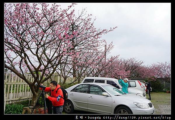 【台北遊記】2017.01.23 櫻花花況|陽明山平菁街42巷賞櫻去