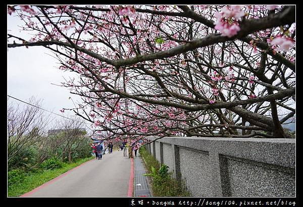 【台北遊記】2017.01.23 櫻花花況|陽明山平菁街42巷賞櫻去