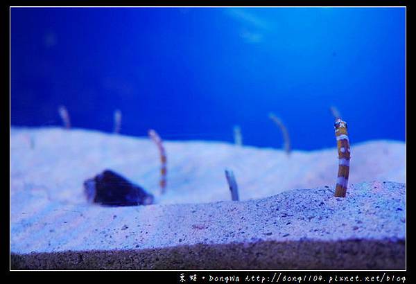 【沖繩自助/自由行】沖繩國際通免費景點|沖繩美麗海水族館直營店 うみちゅらら