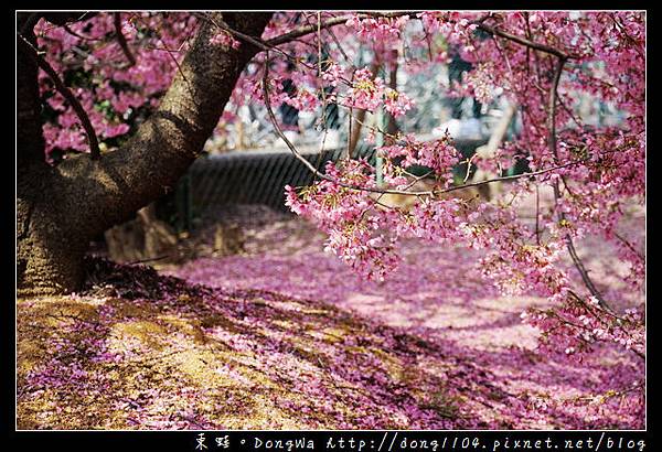 【大阪自助/自由行】京都賞櫻景點推薦|出町柳長德寺阿龜櫻 おかめ桜