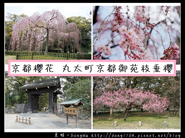 【大阪自助/自由行】京都賞櫻景點推薦|丸太町京都御苑枝垂櫻 寒紅梅 【大阪自助/自由行】京都賞櫻景點推薦|丸太町京都御苑枝垂櫻 寒紅梅