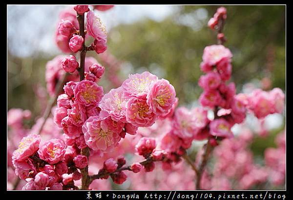 【大阪自助/自由行】京都賞櫻景點推薦|丸太町京都御苑枝垂櫻 寒紅梅