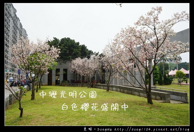 【中壢遊記】中壢櫻花 光明公園白色櫻花盛開中 【中壢遊記】中壢櫻花 光明公園白色櫻花盛開中