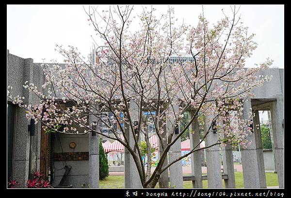 【中壢遊記】中壢櫻花 光明公園白色櫻花盛開中