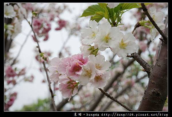 【中壢遊記】中壢櫻花 光明公園白色櫻花盛開中