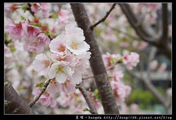 【中壢遊記】中壢櫻花 光明公園白色櫻花盛開中