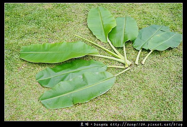 【台東遊記】台東池上行程推薦|柴燒窯烤披薩DIY 植紙做植扇|窯滾吧！部落