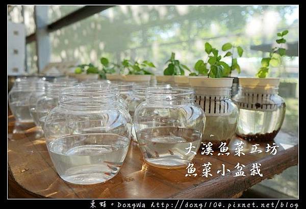 【桃園農場小旅行】大溪魚菜工坊 魚菜共生盆栽DIY