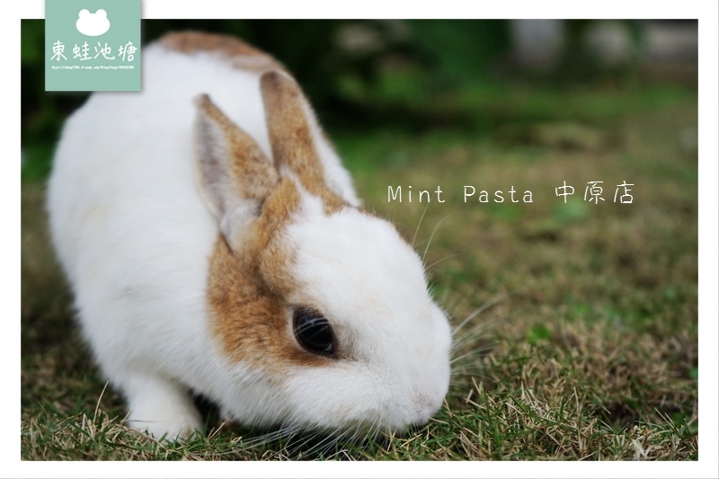 【中原義大利麵推薦】超多可愛兔兔在草坪奔跑 專屬機車停車場 Mint Pasta 中原店 【中原義大利麵推薦】超多可愛兔兔在草坪奔跑 專屬機車停車場 Mint Pasta 中原店