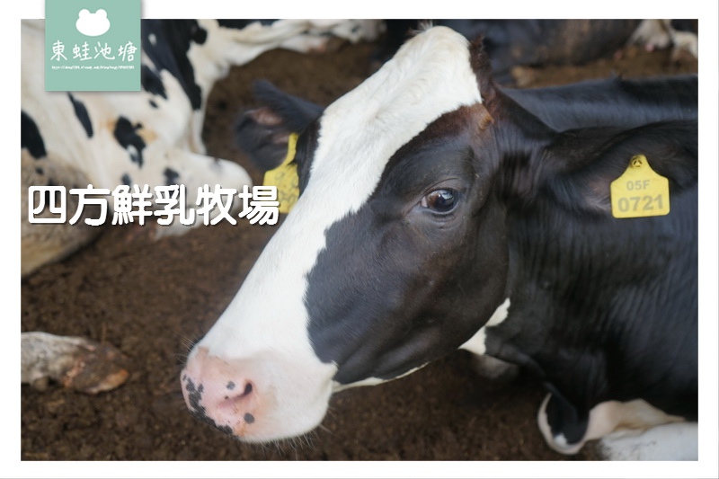 【苗栗竹南親子景點推薦】牧場披薩DIY 餵小牛喝奶奶 極速滑草場 四方鮮乳牧場 【苗栗竹南親子景點推薦】牧場披薩DIY 餵小牛喝奶奶 極速滑草場 四方鮮乳牧場