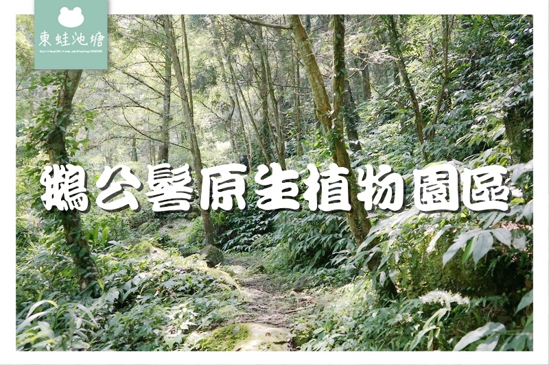 【苗栗南庄免費景點】彷彿走進龍貓森林裡 鵝公髻原生植物園區 【苗栗南庄免費景點】彷彿走進龍貓森林裡 鵝公髻原生植物園區