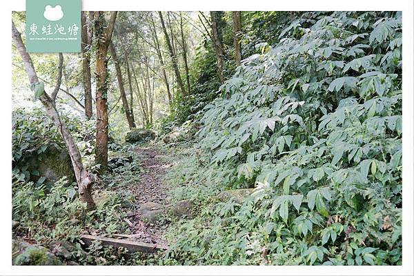 【苗栗南庄免費景點】彷彿走進龍貓森林裡 鵝公髻原生植物園區