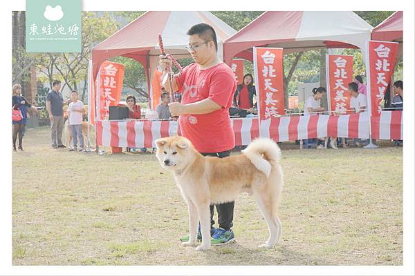 【公益社團法人 秋田犬保存會台灣支部】秋保第29回 台灣クラブ展覽會