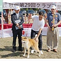 【公益社團法人 秋田犬保存會台灣支部】秋保第29回 台灣クラブ展覽會