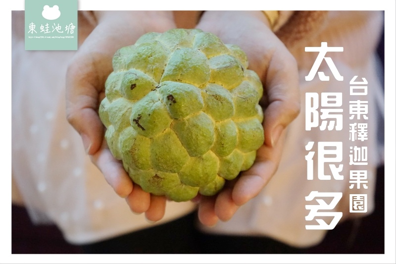 【水果宅配推薦】台東產地直送 甜度爆表 太陽很多釋迦果園 【水果宅配推薦】台東產地直送 甜度爆表 太陽很多釋迦果園