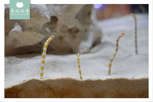 【釜山海雲台景點推薦】釜山親子室內景點好選擇 SEA LIFE 釜山水族館 부산아쿠아리움