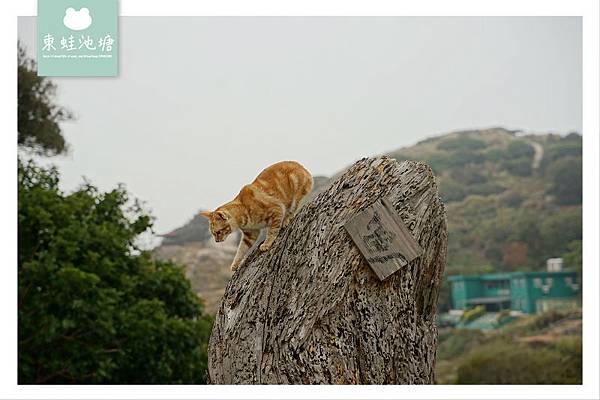 【馬祖東莒免費景點推薦】下底路魚路古道 大埔村古聚落