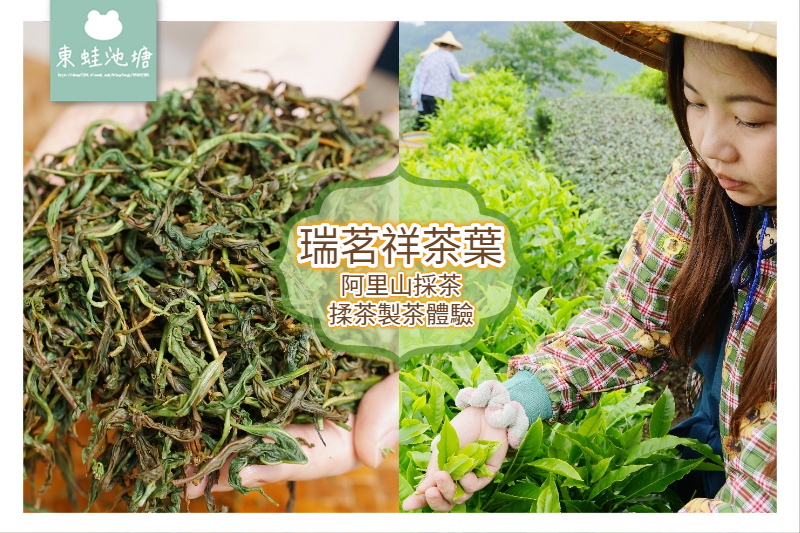 [綠記][梅山] 採茶揉茶製茶品茶體驗 瑞茗祥茶葉