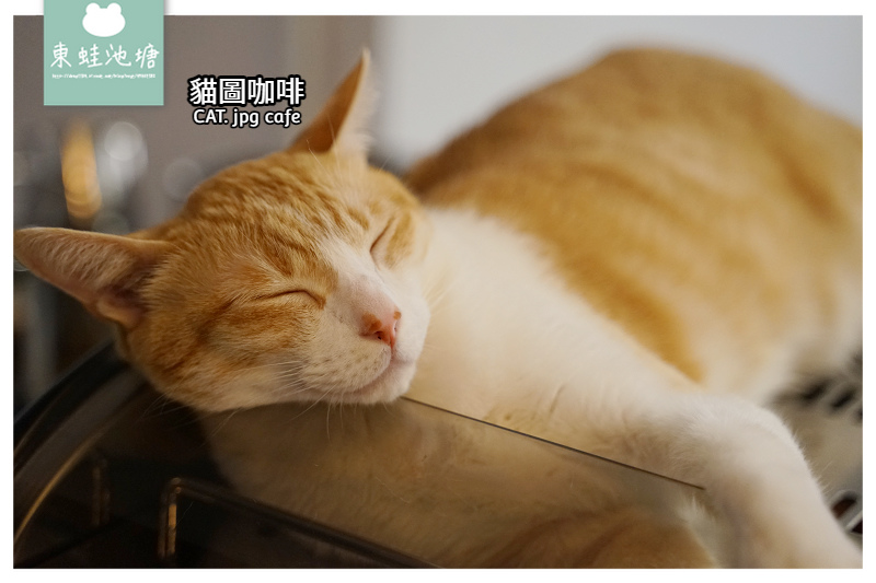 [食記] 台北師大貓咪咖啡館 貓圖咖啡