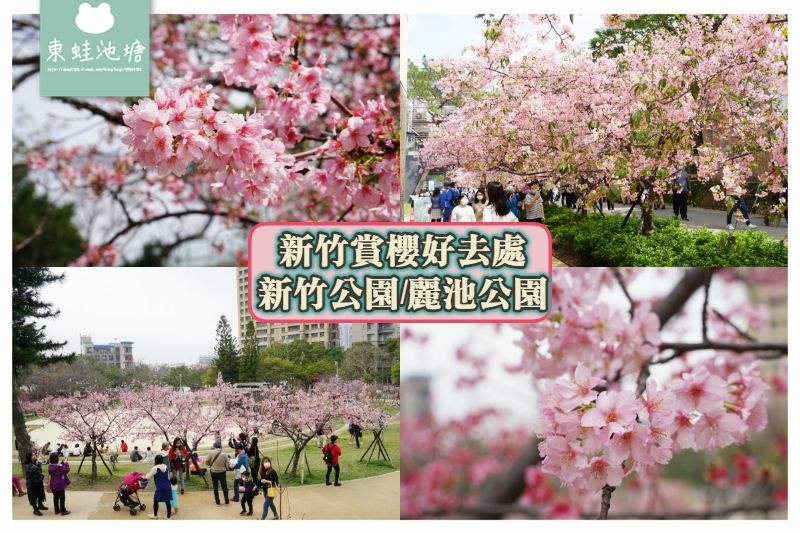 [遊記] 2021超美河津櫻盛開綻放中 新竹公園