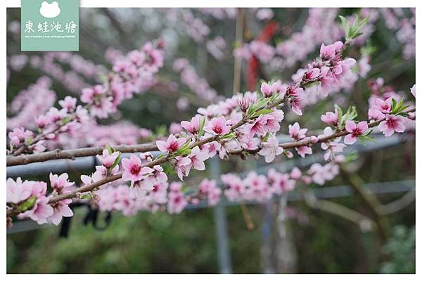 【2021北橫櫻花季開跑】拉拉山中巴陵櫻花大爆放 還有李花和桃花也超美 谷點咖啡民宿