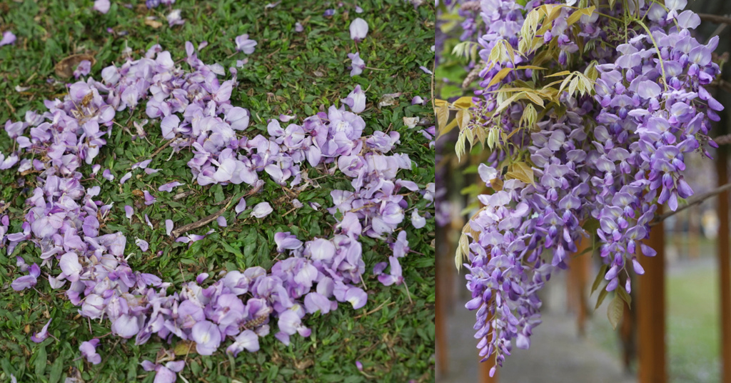 [旅遊] 四月限定美景紫藤花瀑布 內壢元生公園