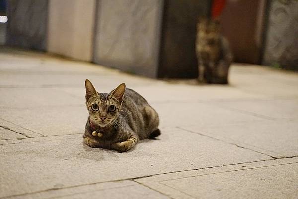 【金門金城免費景點推薦】金門夜景好去處 百年歷史後浦陳氏祠堂 後浦16藝文特區