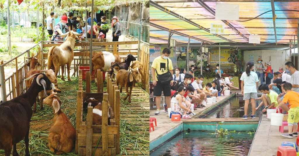 [旅遊] 撈魚釣蝦餵小動物親子同樂 陽榮休閒農場