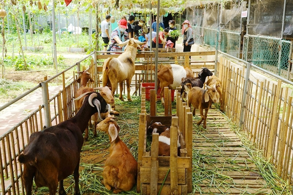 【桃園親子景點推薦】田園體驗餵可愛小動物 撈魚釣蝦親子同樂 陽榮休閒農場