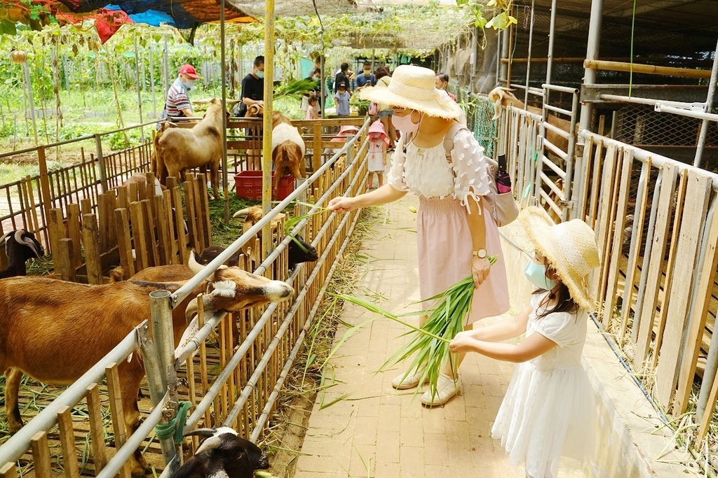 【桃園親子景點推薦】田園體驗餵可愛小動物 撈魚釣蝦親子同樂 陽榮休閒農場