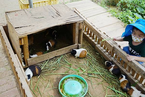 【桃園親子景點推薦】田園體驗餵可愛小動物 撈魚釣蝦親子同樂 陽榮休閒農場