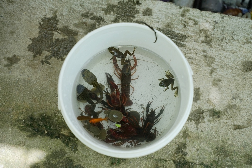 【桃園親子景點推薦】田園體驗餵可愛小動物 撈魚釣蝦親子同樂 陽榮休閒農場