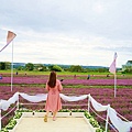 【2022桃園仙草花節】桃園12月限定景點 「仙茶之舞」紫色花海美景 11/27~12/11共15天