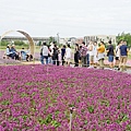 【2022桃園仙草花節】桃園12月限定景點 「仙茶之舞」紫色花海美景 11/27~12/11共15天