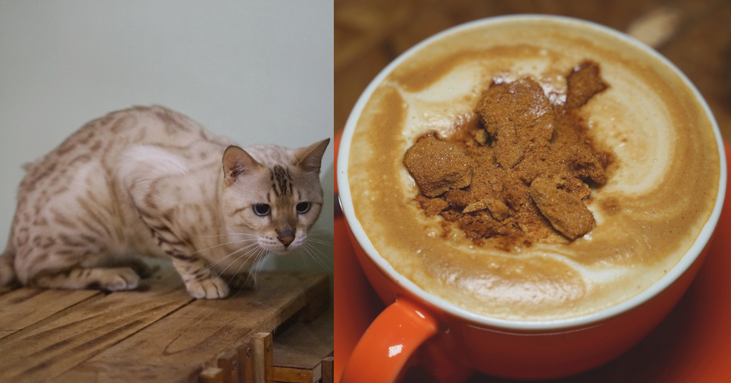 [食記] 豹貓複合式咖啡廳 菓子．貓 貓咪咖啡館